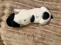 Boy 3, a male German Shorthaired Pointer for sale in Warne, NC – 7 of 10