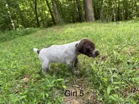 Girl 5, a female German Shorthaired Pointer for sale in Warne, NC – 4 of 10