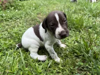 Boy 1, a male German Shorthaired Pointer for sale in Warne, NC – 5 of 10