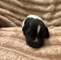 Girl 3, a female German Shorthaired Pointer for sale in Warne, NC – 3 of 10