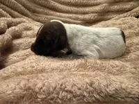 Girl 5, a female German Shorthaired Pointer for sale in Warne, NC – 5 of 10