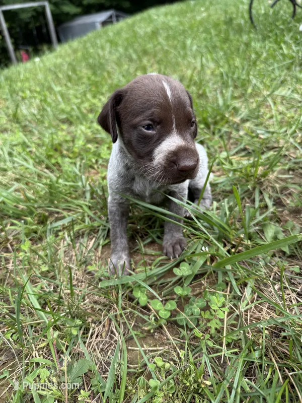 Girl 5 – German Shorthaired Pointer puppy for sale in Warne, NC