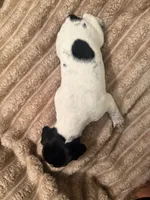 Girl 1, a female German Shorthaired Pointer for sale in Warne, NC – 6 of 10
