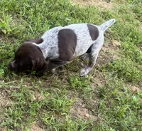 Girl 2, a female German Shorthaired Pointer for sale in Warne, NC – 4 of 10