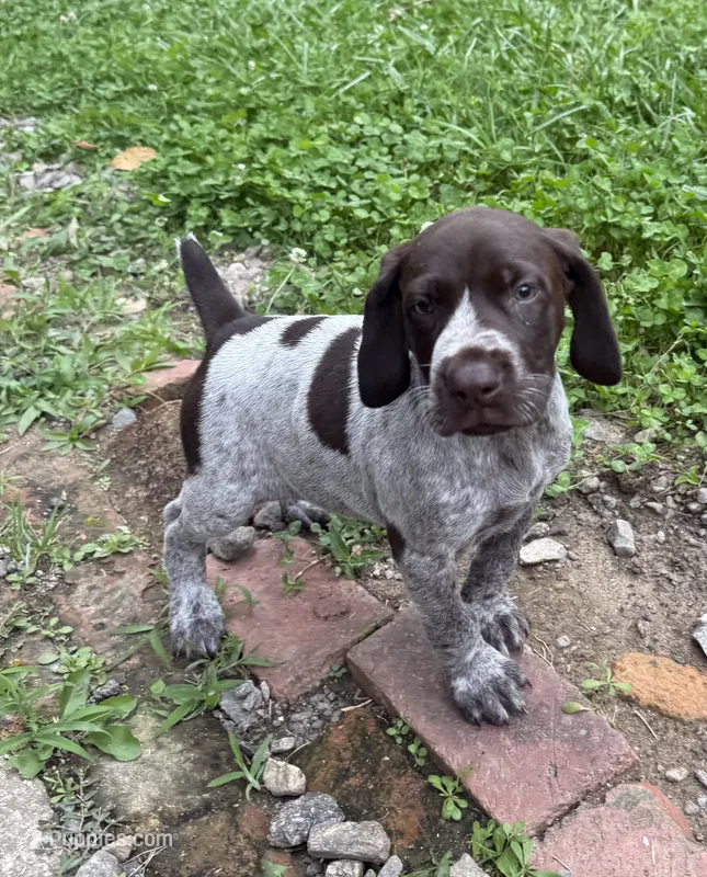 Girl 4 – German Shorthaired Pointer puppy for sale in Warne, NC