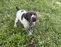 Girl 4, a female German Shorthaired Pointer for sale in Warne, NC – 6 of 10