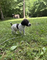 Boy 1, a male German Shorthaired Pointer for sale in Warne, NC – 7 of 10
