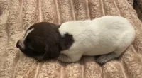 Boy 2, a male German Shorthaired Pointer for sale in Warne, NC – 4 of 10