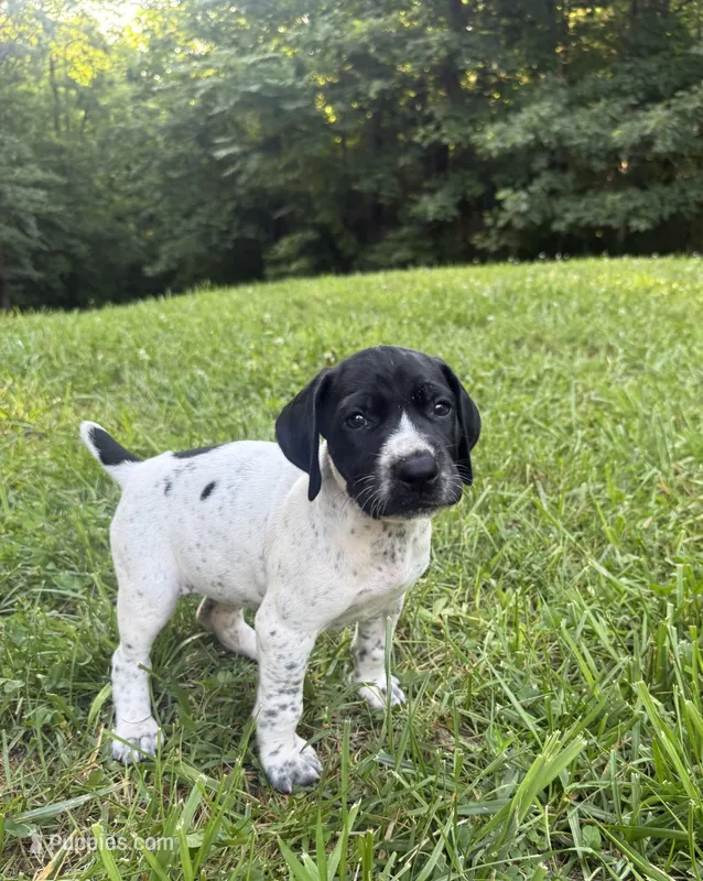 Girl 1 – German Shorthaired Pointer puppy for sale in Warne, NC