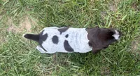 Girl 4, a female German Shorthaired Pointer for sale in Warne, NC – 5 of 10