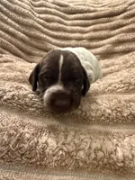 Girl 5, a female German Shorthaired Pointer for sale in Warne, NC – 4 of 10