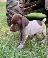 Girl 5, a female German Shorthaired Pointer for sale in Warne, NC – 2 of 10