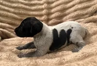 Girl 3, a female German Shorthaired Pointer for sale in Warne, NC – 4 of 10