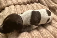 Girl 2, a female German Shorthaired Pointer for sale in Warne, NC – 3 of 10