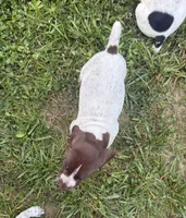 Boy 2, a male German Shorthaired Pointer for sale in Warne, NC – 4 of 10