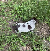 Girl 4, a female German Shorthaired Pointer for sale in Warne, NC – 8 of 10
