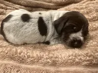 Girl 4, a female German Shorthaired Pointer for sale in Warne, NC – 4 of 10