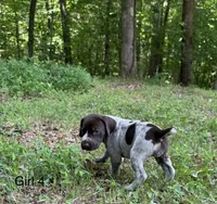 Girl 4, a female German Shorthaired Pointer for sale in Warne, NC – 4 of 10