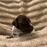 Girl 2, a female German Shorthaired Pointer for sale in Warne, NC – 5 of 10