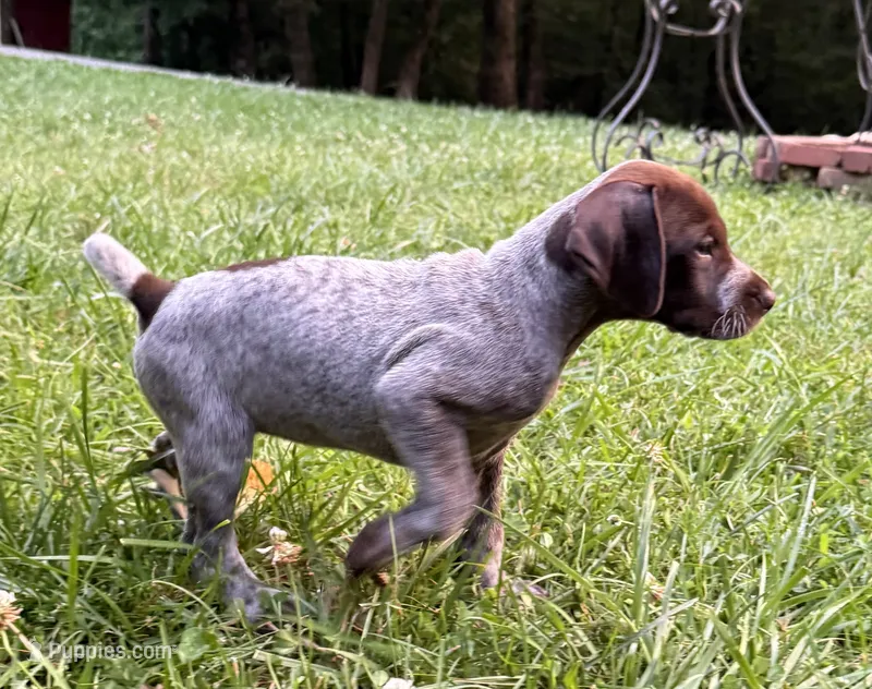 Girl 5 – German Shorthaired Pointer puppy for sale in Warne, NC