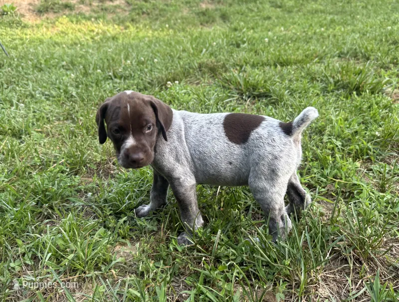 Girl 5 – German Shorthaired Pointer puppy for sale in Warne, NC