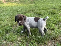 Girl 5, a female German Shorthaired Pointer for sale in Warne, NC – 1 of 10