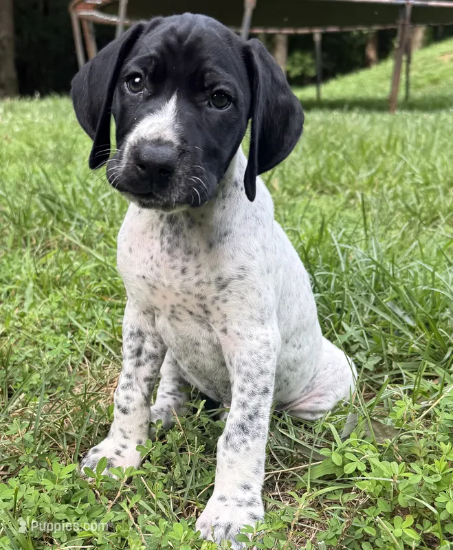 Girl 1 – German Shorthaired Pointer puppy for sale in Warne, NC
