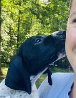 Girl 1, a female German Shorthaired Pointer for sale in Warne, NC – 10 of 10