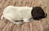 Boy 2, a male German Shorthaired Pointer for sale in Warne, NC – 3 of 10