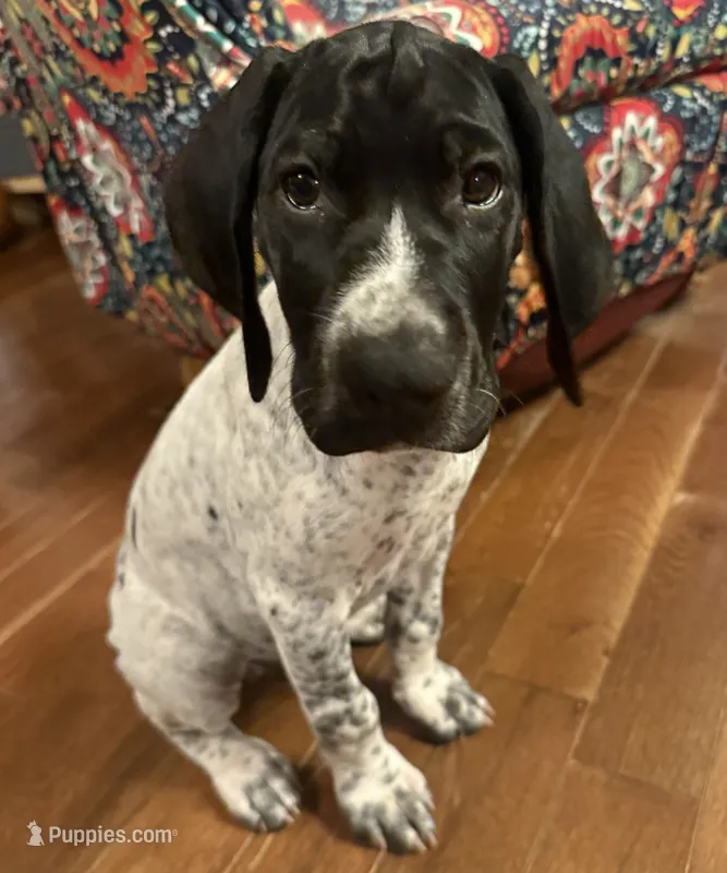 Girl 1 – German Shorthaired Pointer puppy for sale in Warne, NC