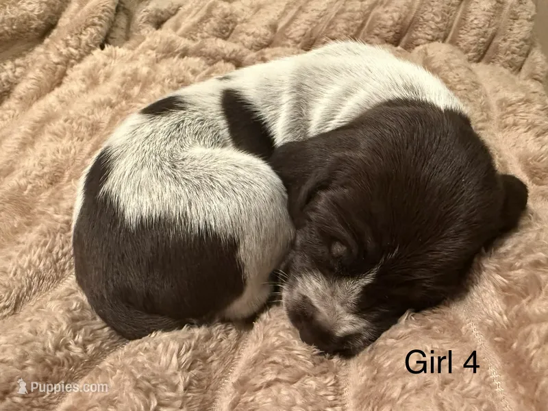 Girl 4 – German Shorthaired Pointer puppy for sale in Warne, NC