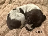 Girl 4, a female German Shorthaired Pointer for sale in Warne, NC – 1 of 10
