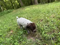 Girl 5, a female German Shorthaired Pointer for sale in Warne, NC – 5 of 10