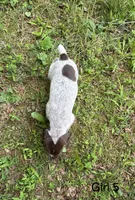 Girl 5, a female German Shorthaired Pointer for sale in Warne, NC – 8 of 10