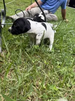 Boy 3, a male German Shorthaired Pointer for sale in Warne, NC – 5 of 10