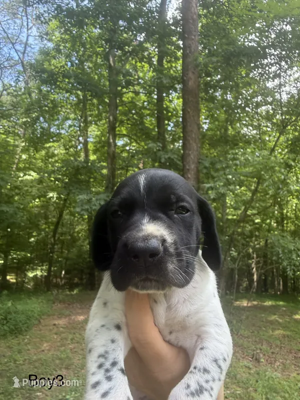 Boy 3 – German Shorthaired Pointer puppy for sale in Warne, NC