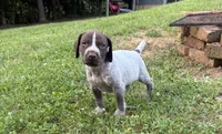 Boy 2, a male German Shorthaired Pointer for sale in Warne, NC – 6 of 10