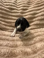 Girl 1, a female German Shorthaired Pointer for sale in Warne, NC – 2 of 10