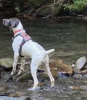 Girl 1, a female German Shorthaired Pointer for sale in Warne, NC – 10 of 10