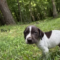 Boy 1, a male German Shorthaired Pointer for sale in Warne, NC – 6 of 10