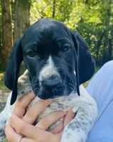 Girl 1, a female German Shorthaired Pointer for sale in Warne, NC – 2 of 10