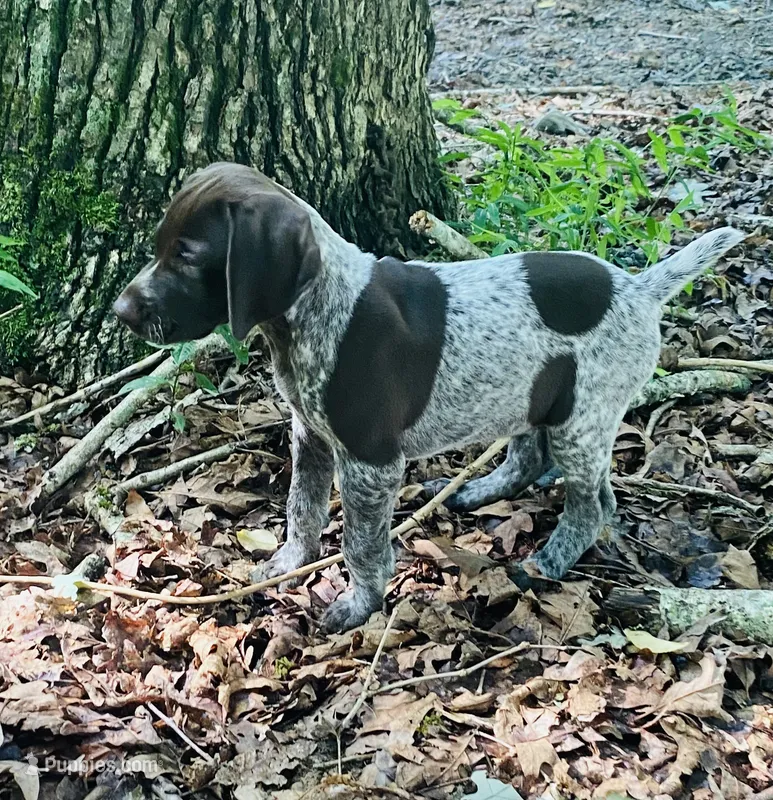 Girl 2 – German Shorthaired Pointer puppy on hold in Warne, NC