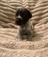 Girl 2, a female German Shorthaired Pointer for sale in Warne, NC – 2 of 10