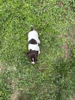 Boy 1, a male German Shorthaired Pointer for sale in Warne, NC – 8 of 10