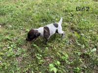 Girl 2, a female German Shorthaired Pointer for sale in Warne, NC – 5 of 10