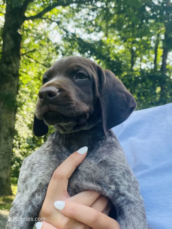 Girl 5 – German Shorthaired Pointer puppy for sale in Warne, NC