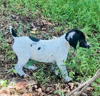 Girl 1, a female German Shorthaired Pointer for sale in Warne, NC – 3 of 10