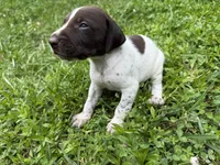 Boy 1, a male German Shorthaired Pointer for sale in Warne, NC – 6 of 10