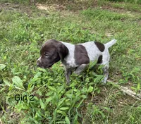 Girl 2, a female German Shorthaired Pointer for sale in Warne, NC – 6 of 10