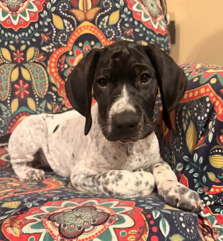 Girl 1 – German Shorthaired Pointer puppy for sale in Warne, NC